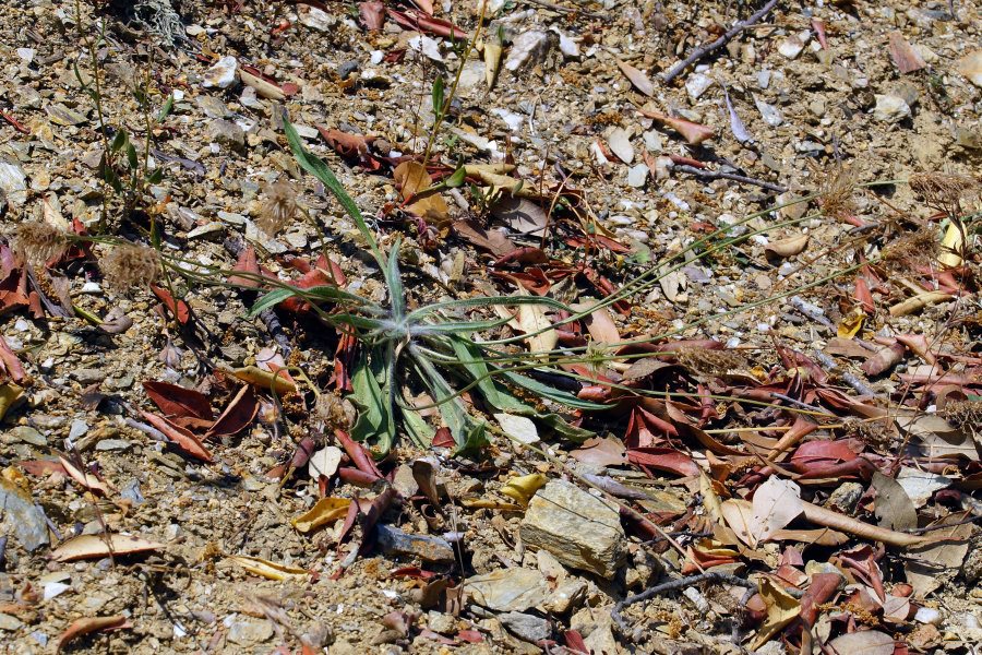 Sardegna (NU) - Plantago lanceolata